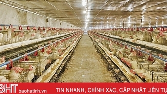 Chăn nuôi gia cầm ở Hà Tĩnh tăng trưởng tích cực