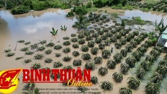 Mưa lớn, nhiều diện tích thanh long bị ngập nặng