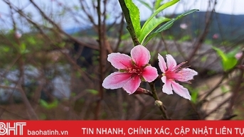 Nghi Xuân có sản phẩm cây cảnh đầu tiên đạt chuẩn OCOP