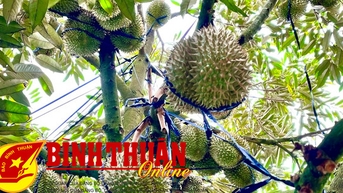 Ứng dụng chế phẩm sinh học trong thâm canh cây sầu riêng