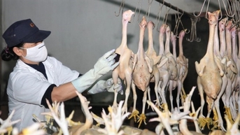 Huyện Đại Lộc siết chặt kiểm soát cơ sở giết mổ gia súc, gia cầm