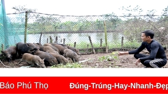 Thất bát vì bão, chàng trai trẻ chuyển hướng làm giàu