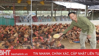 Làm giàu từ mô hình nuôi gà thả vườn lớn nhất Cẩm Xuyên