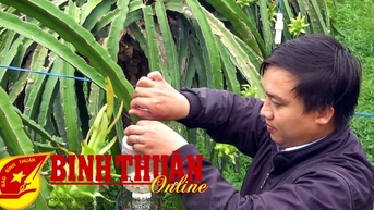 Phòng trừ đối tượng kiểm dịch thực vật trên cây thanh long