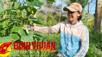 Nông dân La Gi phấn khởi thu hoạch vụ rau tết