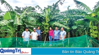 Hiệu quả từ mô hình trồng chuối lùn bản địa ở huyện Đakrông