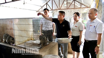 ការចិញ្ចឹមសត្វឆ្មា - គំរូថ្មី មានប្រសិទ្ធភាពខ្ពស់។