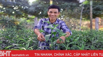 Hàng vạn cây hoa ly chớm nụ chờ tết ở Nghi Xuân