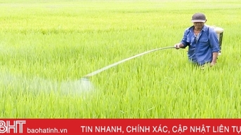 Sâu bệnh tiếp tục gây hại lúa hè thu ở Đức Thọ