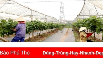 Khai thác tiềm năng du lịch nông nghiệp