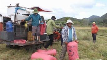 Liên kết sản xuất giúp nông dân huyện Bác Ái nâng cao thu nhập