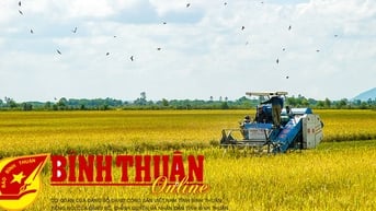 Chuyện xung quanh hạt gạo “nóng”