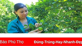 Hiệu quả từ trồng chanh tứ thì trên đất đồi