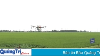 Mở rộng diện tích lúa hữu cơ gắn với liên kết chuỗi giá trị bền vững