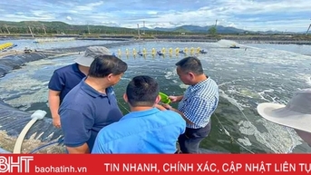Người nuôi tôm Hà Tĩnh vào vụ mới, kỳ vọng thị trường cuối năm khởi sắc