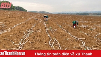 Mở rộng diện tích cây trồng thâm canh