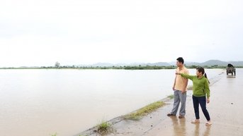 Hơn 4.500 ha cây trồng bị ngập lụt do mưa lớn