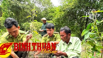 Nghiệm thu kết quả triển khai mô hình trồng cây dược liệu dưới tán rừng