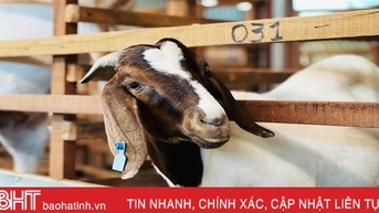 Khám phá trang trại nuôi dê Boer ở huyện miền núi Hà Tĩnh