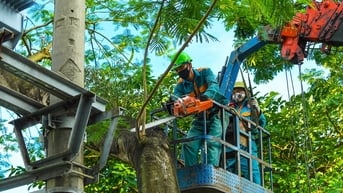 Cắt tỉa cây xanh vi phạm hành lang lưới điện ở TP Hải Dương