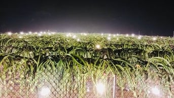 Một nông dân Chí Linh làm thanh long trái vụ thu lãi mỗi ha gần 300 triệu đồng