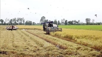 Giá lúa tăng 100 đồng/kg; giá gạo xuất khẩu ở mức thấp