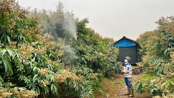 Thấp thỏm chờ vải thiều Thanh Hà ra hoa, đậu quả