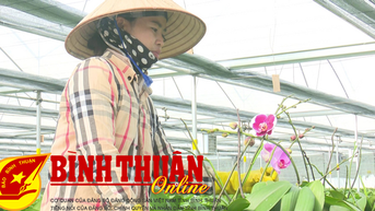 Hoa lan Hồ Điệp bén duyên với vùng đất xã Thuận Hòa