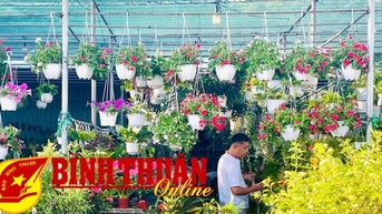 Đa dạng thị trường hoa, cây cảnh phục vụ tết