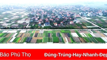 Bức tranh đa sắc màu trên cánh đồng Tứ Xã