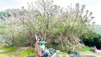 Tết này về Bà Rịa-Vũng Tàu ngắm “hoa anh đào” khoe sắc