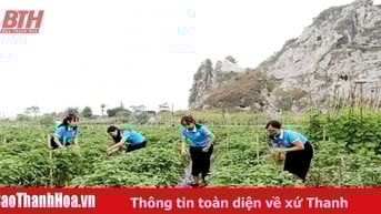 Hợp tác xã rau sạch Nhuận Thạch vào vụ tết