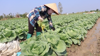 Một số biện pháp chăm sóc rau màu sau mưa bão
