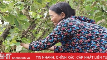 quả được giá, nông dân Hà Tĩnh tích cực sản xuất