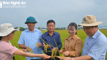 Hội thảo mô hình sản xuất lúa hữu cơ, liên kết bao tiêu sản phẩm ở Yên Thành