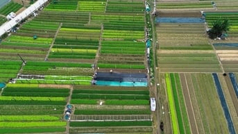 Bay trên những cánh đồng rau xanh mướt