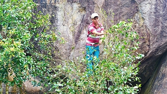 Nhộn nhịp leo núi hái trà Mã Dọ