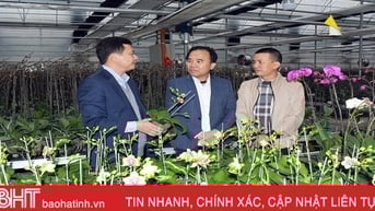 Lan hồ điệp trồng ở Hà Tĩnh sắp “chào hàng” phục vụ tết