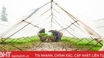 Chủ tịch UBND tỉnh ra công điện về phòng chống rét đậm, rét hại