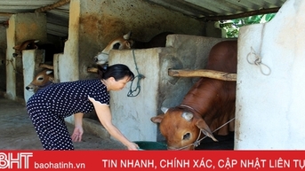 Lộc Hà “tiếp sức” phát triển đàn vật nuôi