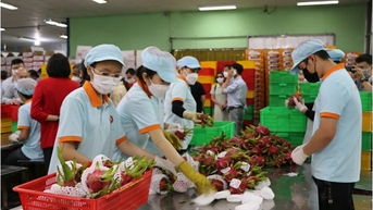 Xúc tiến xuất khẩu nông sản mùa vụ