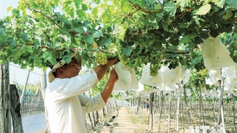 Nâng cao hiệu quả hoạt động các hợp tác xã nông nghiệp