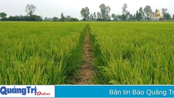 Dự kiến năm 2025 chuyển đổi 187,53 ha đất trồng lúa sang các loại cây trồng khác