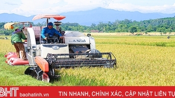 Nông dân Hà Tĩnh thu hoạch sớm lúa hè thu