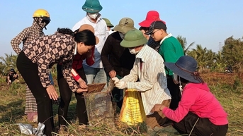 Hải Dương cấp kinh phí mua thuốc diệt chuột