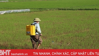 Sâu bệnh xuất hiện trên lúa, các địa phương chủ động phòng trừ