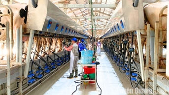 Sản lượng sữa tươi đạt trên 36.800 tấn, cao nhất từ trước đến nay