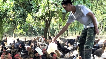 Chí Linh có 94 khu vực không được phép chăn nuôi