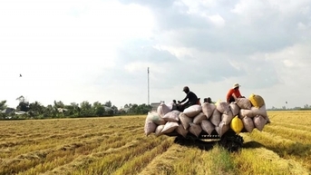 Giá lúa giảm 200 đồng/kg; giá gạo xuất khẩu giảm mạnh