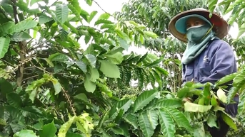 Đắk Nông đồng hành với doanh nghiệp cà phê trong thực thi EUDR